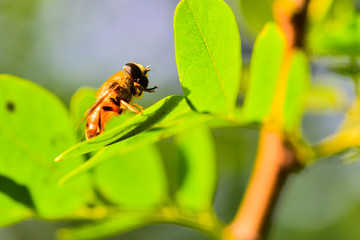 Close-ups of different insects inhabiting wild plants