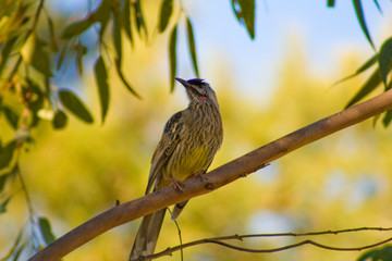 Wattle Bird