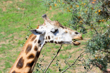 Adult giraffe eats tree branches
