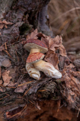 Pile of wild edible bay bolete known as imleria badia or boletus badius mushroom on old hemp in pine tree forest..