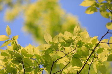 파란 하늘과 느티나무 잎