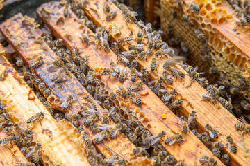 Open hive showing the bees swarming on a honeycomb..