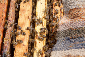 Open hive showing the bees swarming on a honeycomb..