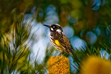 Honeyeater bird