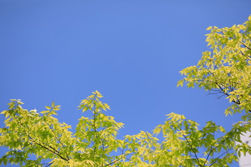 파란 하늘과 느티나무 잎