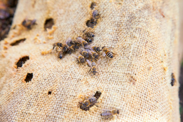 Bees swarming on vintage textile background..