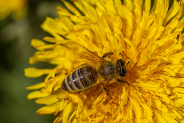 western honey bee (Apis mellifera) on a dandelion