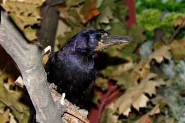 crow in the forest