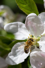 honey bee (Apis mellifera) on apple blossom