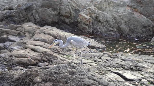 Great blue heron walking and looking for the food