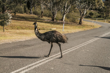 The Emu crossed the road