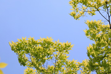 파란 하늘과 느티나무 잎