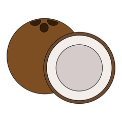 isolated illustration of a coconut in colour in vector