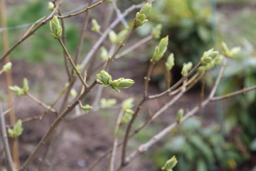 blooming lilac buds in the garden in spring 