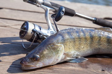 Freshwater zander and fishing equipment lies on wooden background.