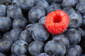 fresh red raspberry fruit on fresh blueberries