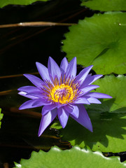 water lily Nymphaea hybrid Director George Moore