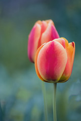 Tulipany © Anna