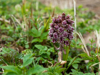 butterbur (Petasites hybridus) in flower