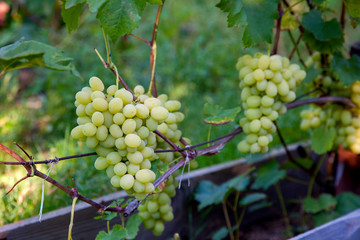 Bunch of green grapes in the garden