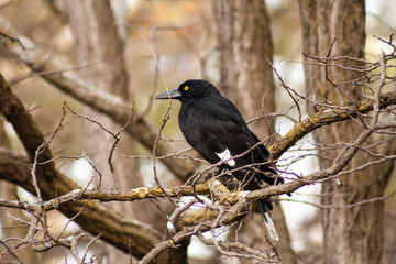 Currawong
