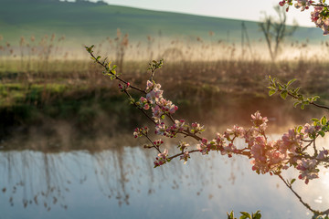 Kirschbl&uuml;ten am See