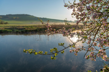 Kirschblüten am See