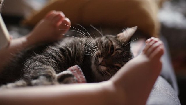 Close-up of fluffy tired cat lying down at the baby feet playing with child on soft couch in cozy dark living room. Concept of home comfort. Shooting in slow motion.