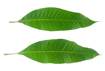 Mango leaf with water drop isolated on white with clipping path,top view