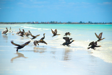 Aves de Holbox, Quintana Roo. México