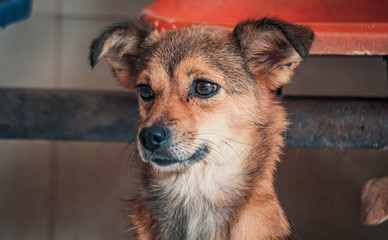 Sad dog in shelter waiting to be rescued and adopted to new home. Shelter for animals concept