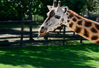 African zhyrafa. In the Prague zoo