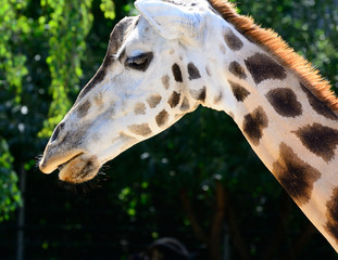 African zhyrafa. In the Prague zoo