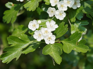 Crataegus laevigata | Aubépine lisse ou aubépine à deux styles à fleurs blanches en panicules dressées