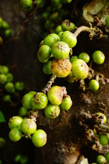 bird, animal, nature, tree, wildlife, wild, beak,