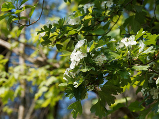 Crataegus laevigata | Aubépine lisse ou aubépine à deux styles à fleurs blanches en panicules...