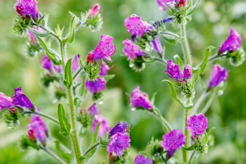Primer plano de las flores de la planta denominada viborera. Echium vulgare. Lengua de buey.