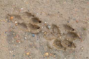 Huellas en el barro de la pata delantera y trasera de perro pastor alemán.