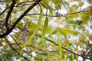 Long pods on tree branches