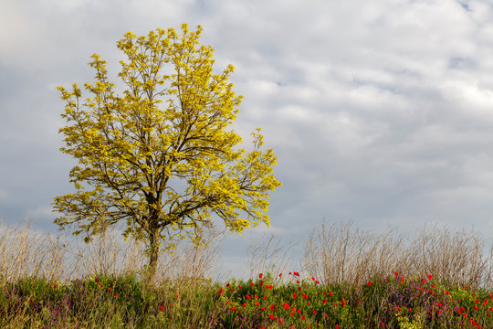 &Aacute;rbol falsa acacia brotando en primavera y flores de amapolas. Robinia pseudoacacia.
