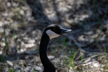 A close up of a Canadian Goose