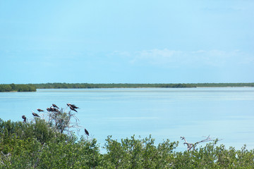 Naklejka na ściany i meble Aves de Holbox, Quintana Roo. México