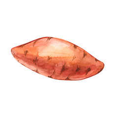 Watercolor whole single sweet potato hand drawn illustration isolated on white background