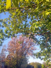 Green leaves and pink flowers on the trees.