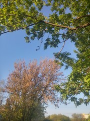 Green leaves and pink flowers on the trees.