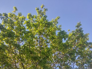 Blue sky and green leaves on the tree.