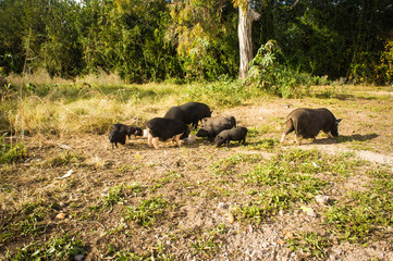 Wild black boar or pig. Wildlife in natural habitat. Summer nature.
