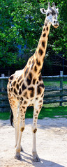 The graceful walk of an African giraffe