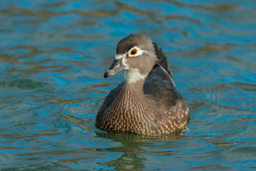 Beautiful bird Carolina duck female swims through the water in search of food. Aix sponsa, Wood duck, shot in Europe