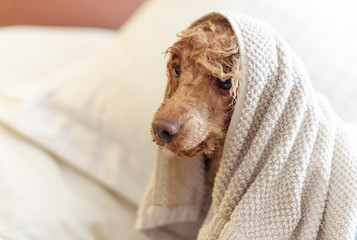 dog apricot poodle after a bath is sitting in a towel, Spa for dogs at home